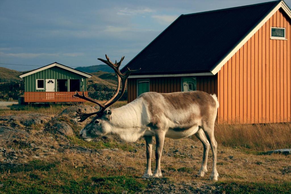 Nordkapp Camping Honningsvåg Buitenkant foto